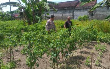 Ketahanan Pangan Keluarga: Upaya Nyata dari Desa Jagaraga