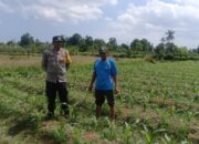 Sinergi Polri dan Petani: Polsek Gerung Galakkan Pemanfaatan Lahan Pekarangan untuk Pangan Bergizi