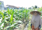 Polsek Labuapi Aktif Dukung Ketahanan Pangan Berbasis Pekarangan