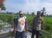 Polri Kawal Ketahanan Pangan hingga Pelosok: Aksi Nyata di Montong Are, Lombok Barat