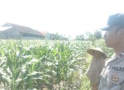 Lahan Tidur Jadi Harapan: Petani Labuapi Didampingi Polisi Tanam Jagung