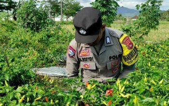 Polsek Kuripan Perkuat Edukasi Petani Cabai di Kuripan Utara untuk Ketahanan Pangan