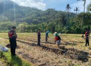 Polres Lombok Barat Dampingi Petani Jagung Desa Kebon Ayu untuk Ketahanan Pangan