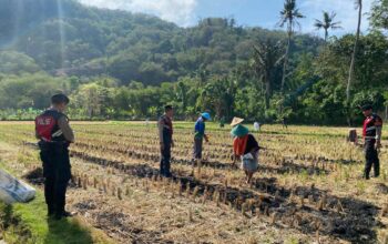 Polres Lombok Barat Dampingi Petani Jagung Desa Kebon Ayu untuk Ketahanan Pangan
