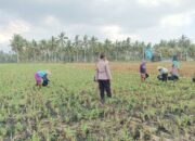 Silaturahmi dan Pendampingan Petani, Bhabinkamtibmas Banyu Urip Fokus Jagung Rincung