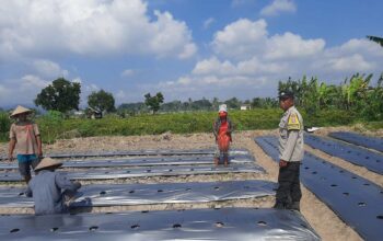 Polsek Kediri Dorong Warga Montong Are Tanam Cabai untuk Ketahanan Pangan
