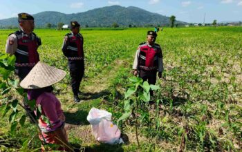 Polsek Kuripan Dukung Ketahanan Pangan Lewat Patroli di Lahan Jagung