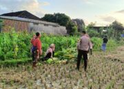 Ketahanan Pangan Jadi Fokus Polsek Kuripan di Dusun Kumbung Barat