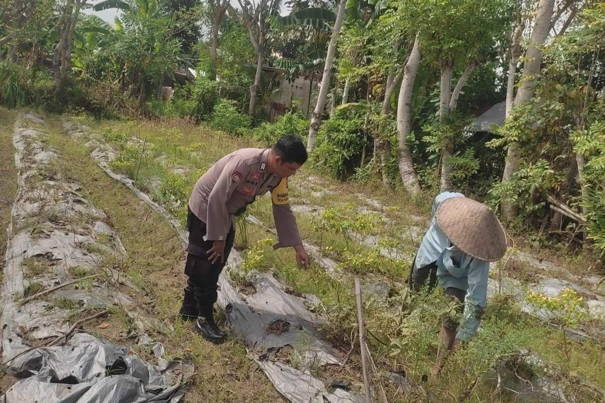 Polsek Labuapi Ajak Warga Desa Kuranji Wujudkan Kemandirian Pangan Lewat Pertanian Pekarangan