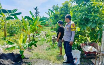 Polsek Lembar Dukung Ketahanan Pangan, Bhabinkamtibmas Beri Semangat Petani Jagung di Eyat Mayang