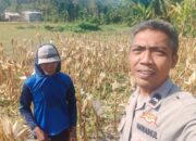 Dukung Program Pangan, Bhabinkamtibmas Polres Lombok Barat Turun ke Sawah Petani Jagung