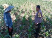 Edukasi Ketahanan Pangan: Bhabinkamtibmas Labuapi Motivasi Petani Desa Bagik Polak Barat