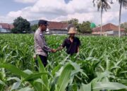 Program Ketahanan Pangan di Kuripan: Polisi Gandeng Petani Tingkatkan Kemandirian Desa