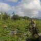 Pekarangan Produktif: Inisiatif Ketahanan Pangan dari Dusun Pelulan