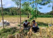Sinergi Bhabinkamtibmas dan Petani Jagung Eyat Mayang Dorong Produktivitas Pertanian