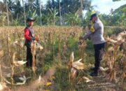 Panen Jagung 3,5 Ton di Dusun Lilin, Petani dan Polisi Jaga Kamtibmas