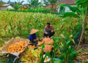 Panen Jagung di Eyat Mayang, Polisi Perkuat Sinergi dengan Petani Demi Pangan Berkelanjutan