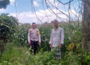 Ketahanan Pangan Jadi Fokus Bhabinkamtibmas Kuripan di Desa Jagaraga