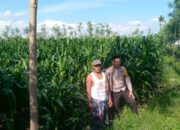 Polisi Hadir Dampingi Petani Jagaraga Tingkatkan Produksi Pangan Lokal