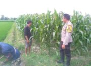 Bhabinkamtibmas Kuripan Hadirkan Edukasi Pertanian untuk Kemandirian Desa