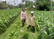 Sinergi Polisi dan Petani di Kuripan, Wujudkan Kemandirian Pangan Lokal