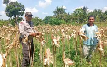 Ketahanan Pangan Desa Merembu Diperkuat Lewat Edukasi Diversifikasi Pertanian