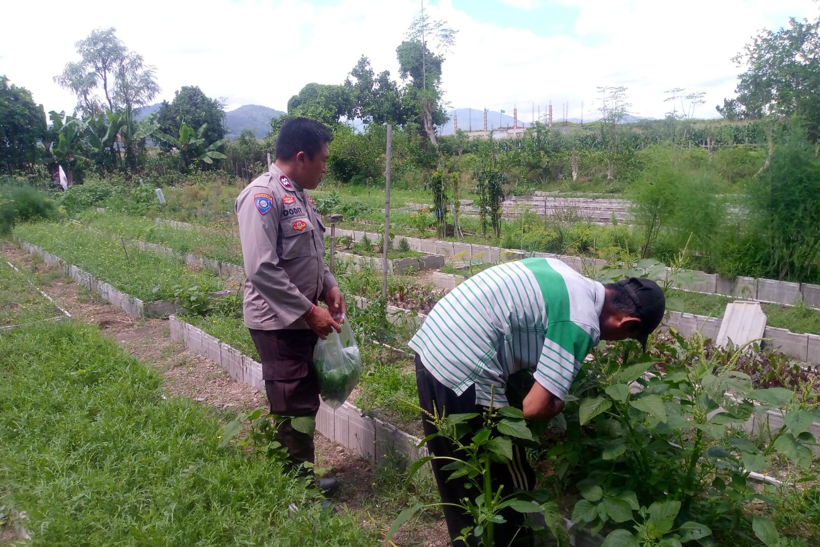 Dukungan Polri Bagi Petani Dusun Tegal: Langkah Nyata Kemandirian Pangan Jagaraga