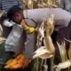 Polri Hadir di Tengah Petani Jagung Karang Anyar, Dukung Program Pangan Nasional