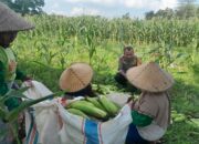 Panen Jagung Dusun Jerneng: Polsek Labuapi Dorong Swasembada Pangan Lokal