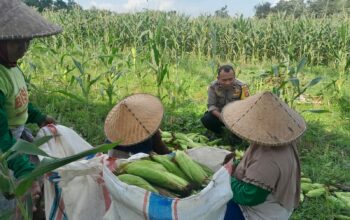 Panen Jagung Dusun Jerneng: Polsek Labuapi Dorong Swasembada Pangan Lokal