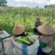 Sinergi Polri dan Petani: Panen Jagung Dusun Jerneng Jadi Contoh Ketahanan Pangan