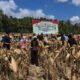 Dukung Swasembada Pangan, Polsek Sekotong Panen Jagung di Gebang Tebel