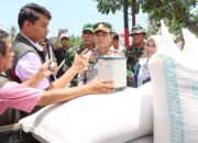 Lombok Barat Produksi 20 Ton Jagung dalam Panen Serentak, Bulog Pastikan Serap Hasil Petani