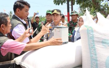 Lombok Barat Produksi 20 Ton Jagung dalam Panen Serentak, Bulog Pastikan Serap Hasil Petani