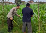 Dari Sawah untuk Negeri: Polri dan Petani Bersatu Jaga Ketahanan Pangan