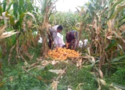 Semangat Baru Petani Jagaraga, Didorong Bhabinkamtibmas Polri