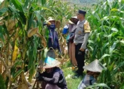 Bhabinkamtibmas dan Petani Babussalam Wujudkan Panen Aman dan Sukses