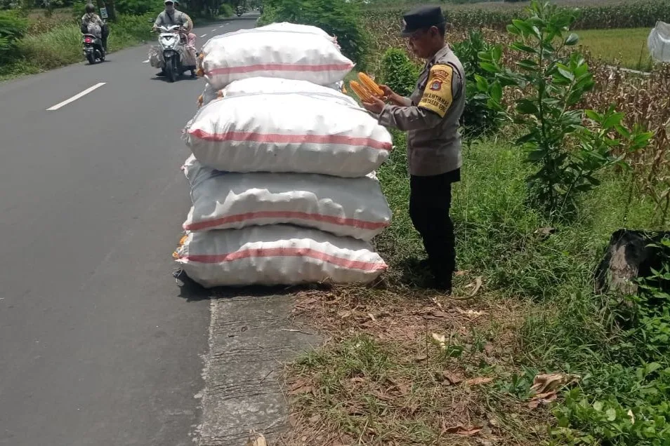 Peran Polisi di Balik Panen Jagung Sukses Petani Lombok Barat