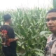 Bhabinkamtibmas Turun ke Sawah, Petani Lombok Barat Kian Semangat