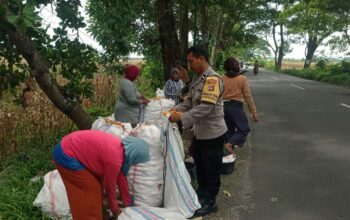 Panen Jagung di Dasan Geres Berhasil Besar, Polri Pastikan Keamanan Tanpa Hambatan