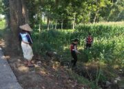 Patroli Ketahanan Pangan: Sinergi Polres Lobar dan Petani Jagung