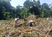 Kemandirian Pangan: Bhabinkamtibmas Kuripan Kunjungi Petani Jagung