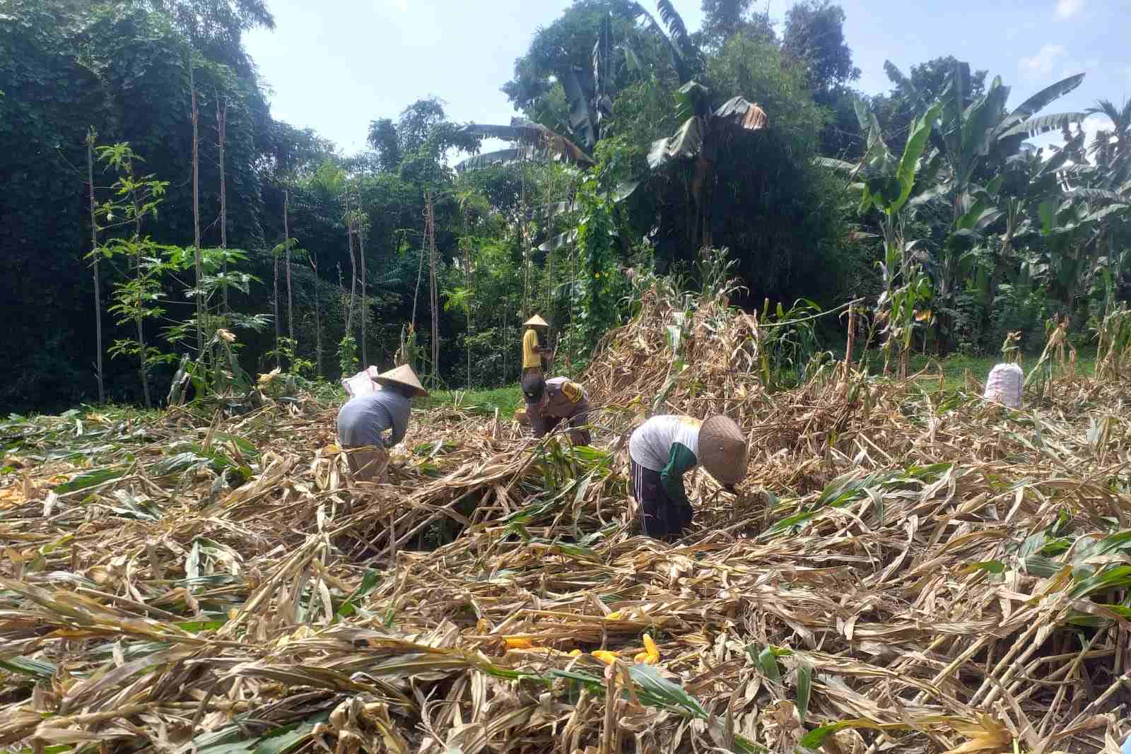 Kemandirian Pangan: Bhabinkamtibmas Kuripan Kunjungi Petani Jagung