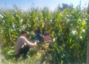 Jagung Lelede Panen Raya, Polri Pastikan Proses Aman dan Harga Stabil