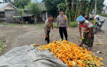Polsek Labuapi Bantu Petani Amankan Harga Panen Jagung ke Bulog