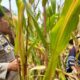 Sinergi Polri dan Petani, Jaga Stabilitas Pangan di Lombok Barat