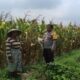 Kawal Desa, Polri Dukung Penuh Program Ketahanan Pangan di gerung