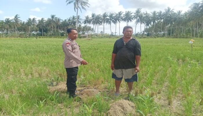 Kemandirian Pangan: Bhabinkamtibmas Dorong Warga Banyu Urip Bertani