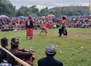 Pelestarian Budaya Sasak: Final Peresean Tarung Pepadu Lombok Berlangsung Aman
