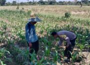 Wujud Komitmen: Bhabinkamtibmas Labuapi Dampingi Petani di Lahan